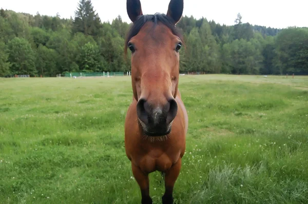 Stirrande häst — Stockfoto