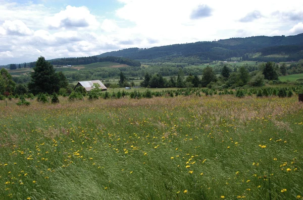 Grönt Fält Med Gula Blommor Lada Träd Och Berg — Stockfoto