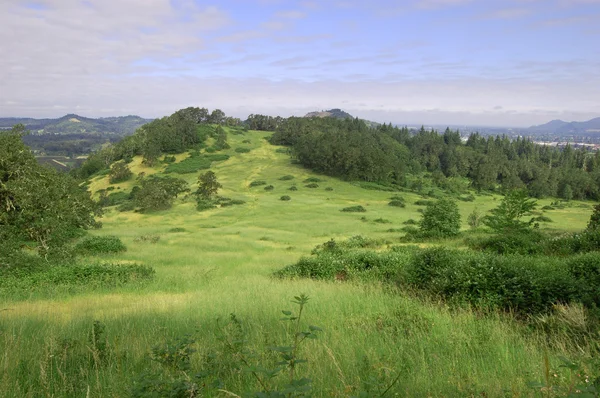 Травяной холм с деревьями на вершине горы Писга, Орегон — стоковое фото