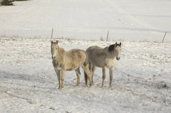 雪の中でポーズの馬のカップル — ストック写真