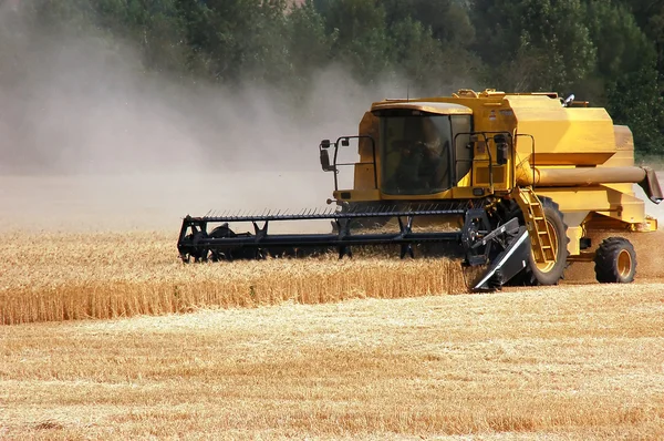 Harvest Wheat — Stock Photo, Image
