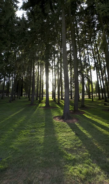 Publiczny Park Który Długi Drzewa Promienie Słońca — Zdjęcie stockowe