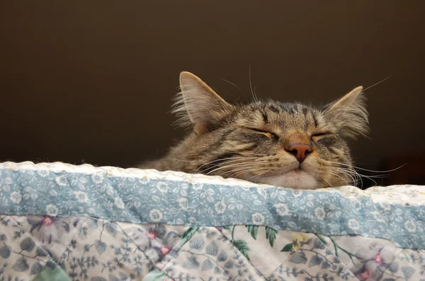 Faule, schläfrige Katze — Stockfoto