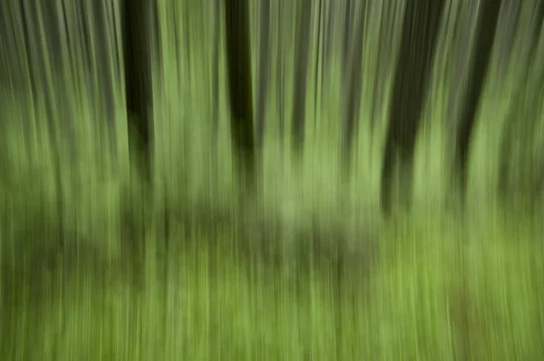 Motion blurred forest background — Stock Photo, Image