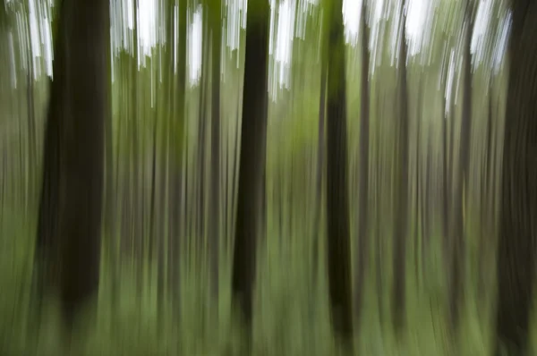 Fondo de bosques abstractos —  Fotos de Stock