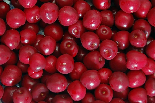 stock image A bunch of red cherries.