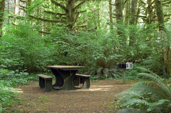 A bench in a woods campsite.