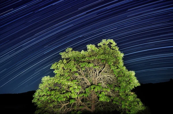 Longa Exposição Trilhas Estelares Passando Por Uma Árvore Iluminada — Fotografia de Stock