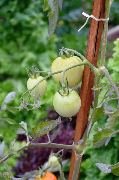 小さな庭で若い緑のトマト — ストック写真