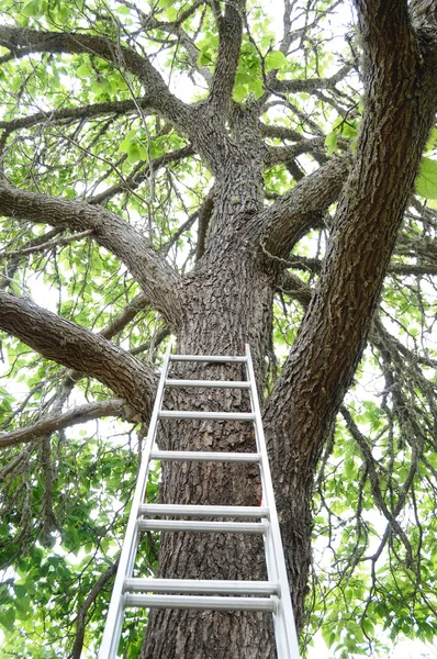 Een Ladder Tegen Een Grote Hoge Groene Boom — Stockfoto