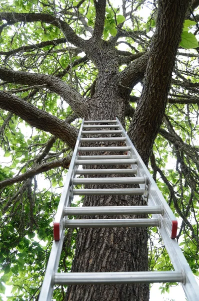Лестница поднимается на дерево — стоковое фото