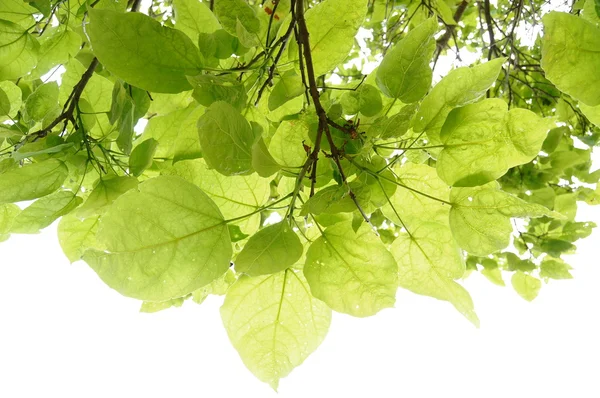 Hintergrund der Blätter — Stockfoto