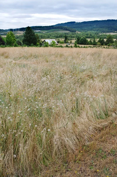 Старе Поле Довгою Травою Пшениці — стокове фото
