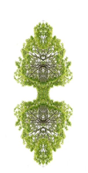 Abstraktní Strom Zrcadlit Izolované Bílém Pozadí — Stock fotografie