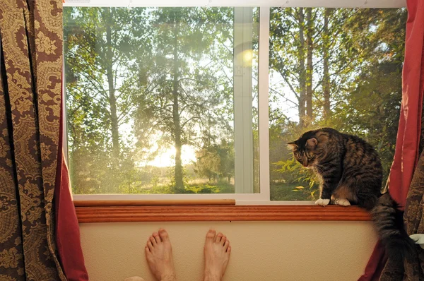 Кот в клетке окна — стоковое фото