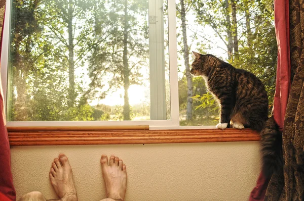 Кошка Енот Смотрящая Своего Хозяина Умоляя Вывести Улицу — стоковое фото