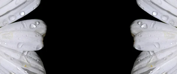 Крупним Планом Знімок Ромашки Краплями Води Педалі Квітки — стокове фото