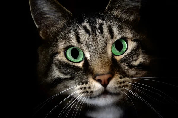Ung Maine Coon Husdjur Katt Stirrar Något Mörkret — Stockfoto