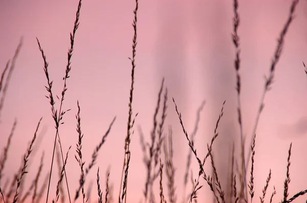 与在背景中的红色天空抽象小麦背景 — 图库照片