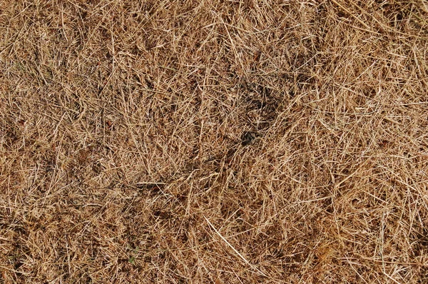 Dead grass texture — Stock Photo, Image