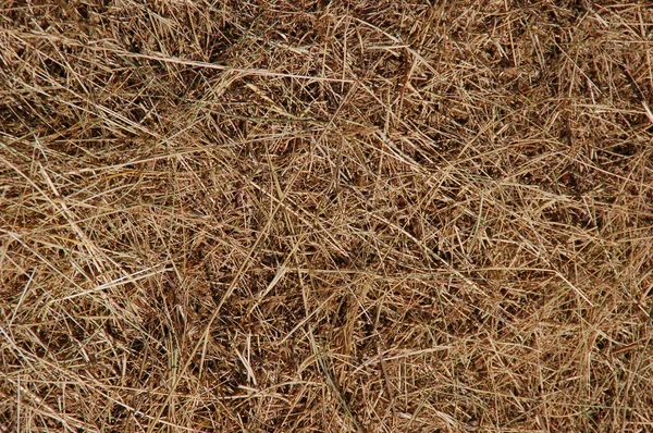 Mrtvé trávy textura — Stock fotografie