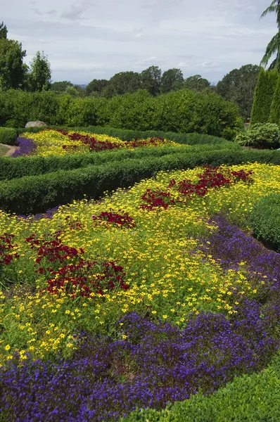 Rote Gelbe Und Violette Blüten — Stockfoto