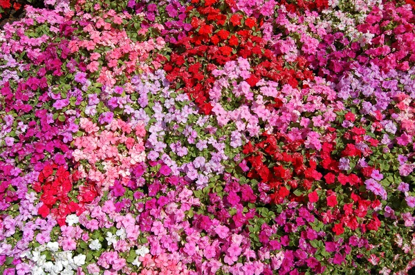 Różowy, czerwony i fioletowy — Zdjęcie stockowe