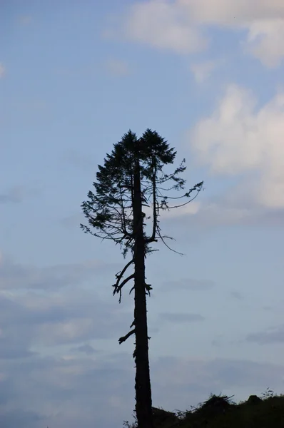 Son ağaç — Stok fotoğraf