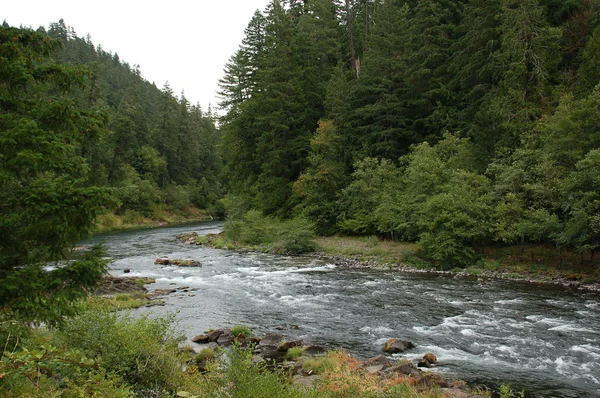 Río de naturaleza limpia corriendo a través de árboles — Foto de Stock