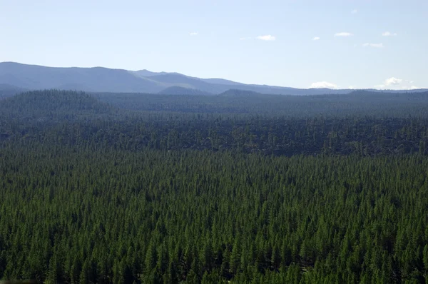 Een Luchtfoto Van Een Forest Gevuld Met Groene Bomen — Stockfoto