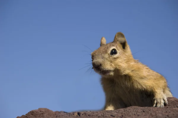 stock image A western chipmunk taking a peak above some red lava rocks.