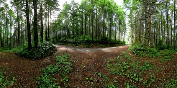 森林の 360 パノラマ — ストック写真