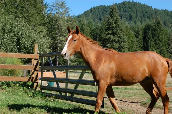 Cavallo Che Passeggia Sua Proprietà Una Giornata Sole — Foto Stock
