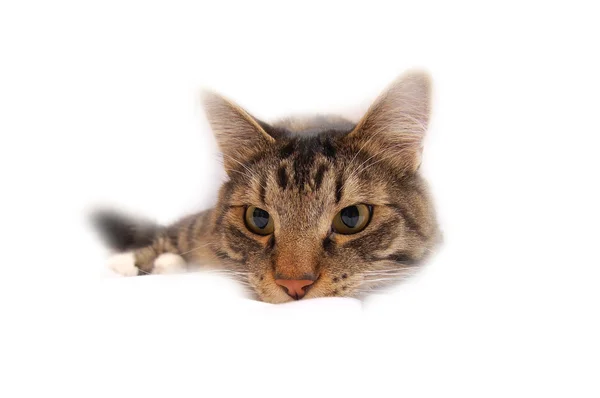 Kat in geïsoleerde hemelse omgeving — Stockfoto