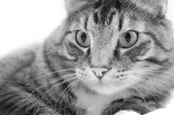 Bembeyaz Bir Ortamda Döşeme Kedi — Stok fotoğraf