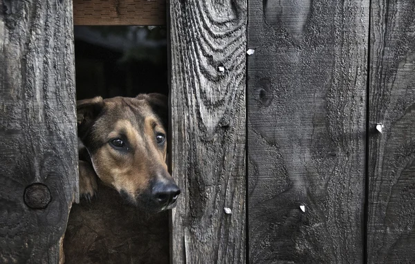 stock image A poor dog trapped behind a fence