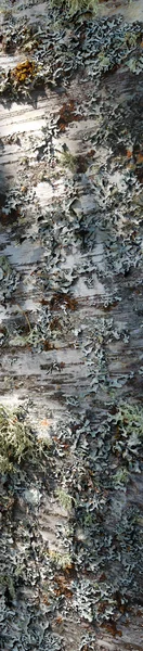 Lungo Albero Betulla Texture Sfondo — Foto Stock
