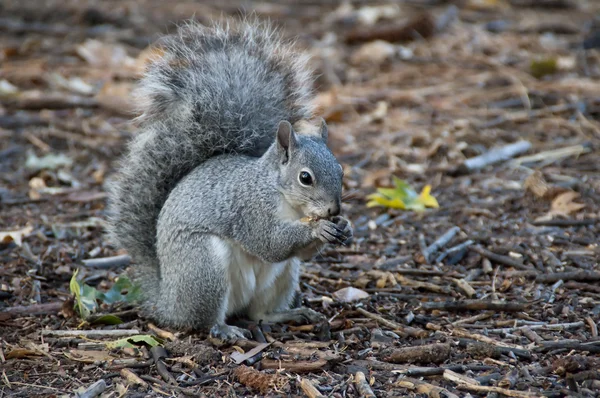Squirrel Eating Nut Trees — Stock Photo, Image