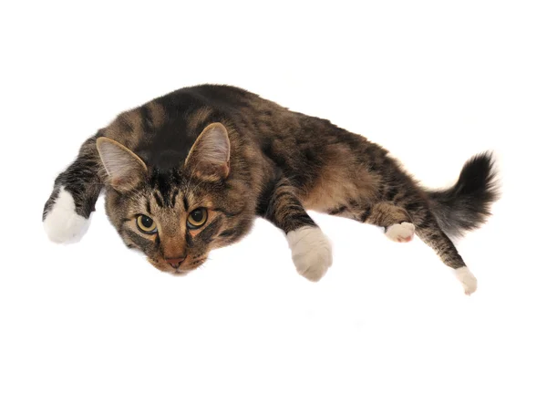 懒懒的缅因库恩猫躺着吊出 — 图库照片