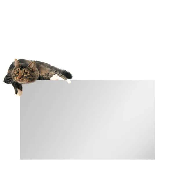 Blank Layout Empty Copy Space Cat Laying Top Isolated White — Stock Photo, Image
