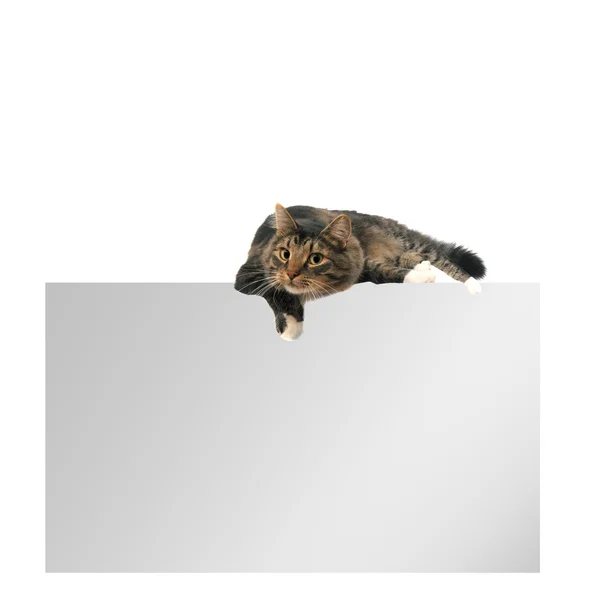 Порожня копія просторової картки з кішкою зверху — стокове фото