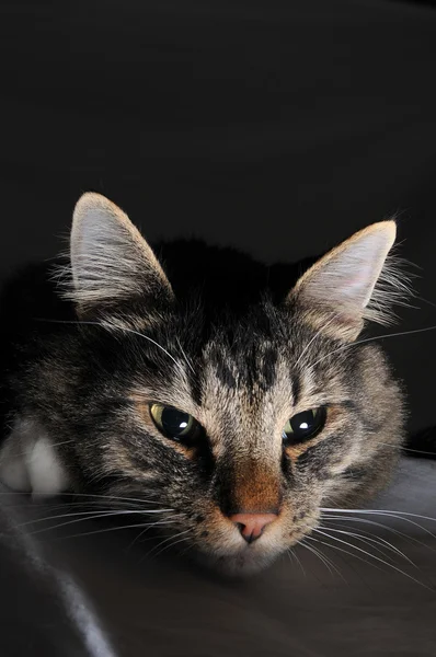 Пушистый кот на виду — стоковое фото