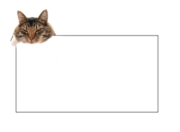 Scheda spazio copia in bianco con gatto in cima — Foto Stock