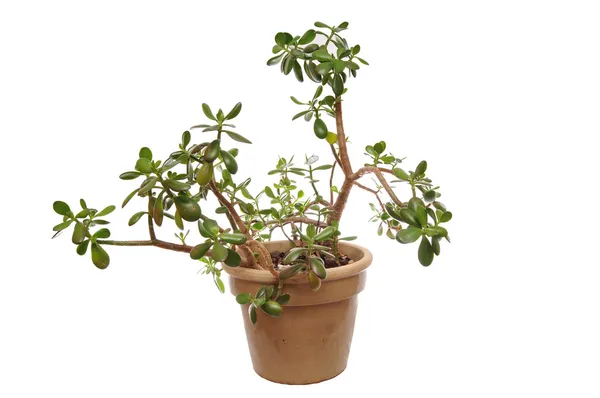 Green Jade plant in pot — Stock Photo, Image