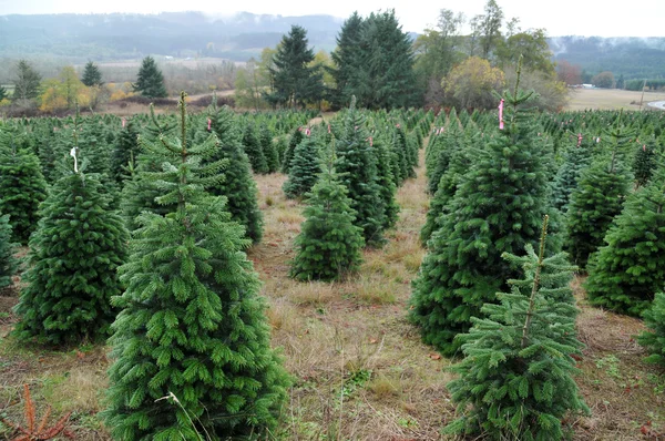 Vánoční stromeček farmy — Stock fotografie