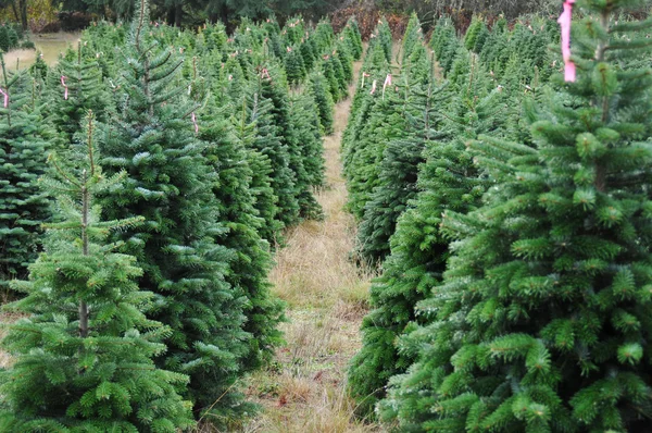 Primer Plano Una Granja Árboles Navidad Oregon — Foto de Stock