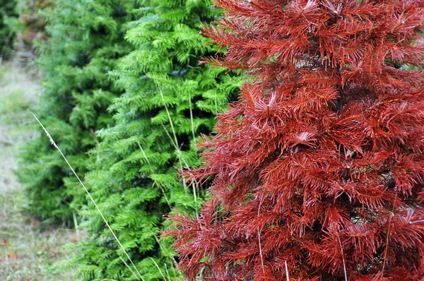 Roter Weihnachtsbaum sticht aus der Masse heraus — Stockfoto
