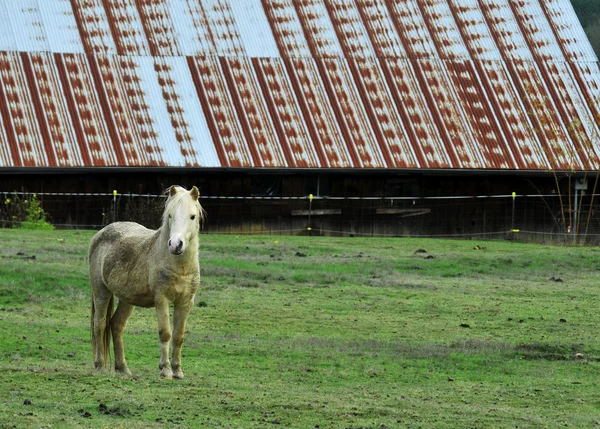Weißes Pony Steht Vor Scheune — Stockfoto