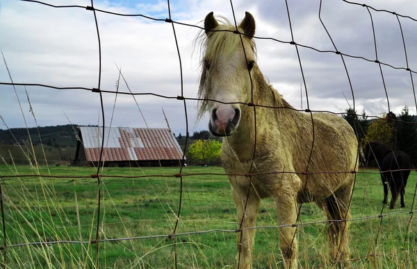 家畜納屋の前に馬のポニー — ストック写真