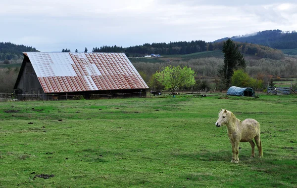 Caballo pony en frente de granero —  Fotos de Stock